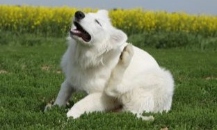 Dermatite atópica em cães: como prevenir e tratar